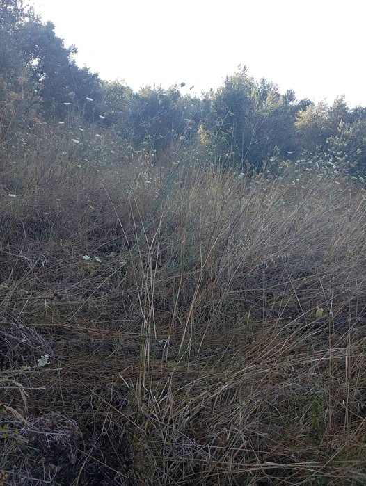 Σε 10 χρόνια δεν θα έχουμε τι να φάμε και κανείς δεν μιλάει