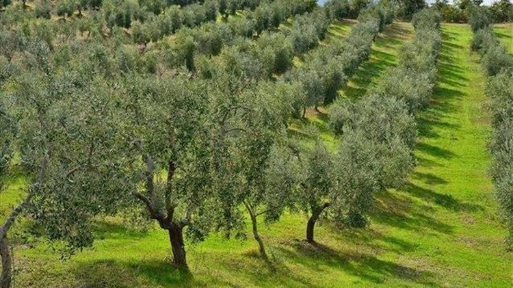 Κατερίνα Ταγαρά: Φθηνά εισαγόμενα λάδια και ηλεκτρονική τιμολόγηση τελειώνουν την ελιά στην Κορινθία